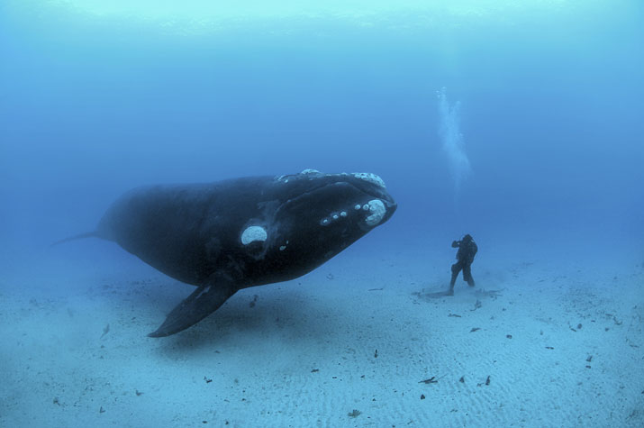 whalee
